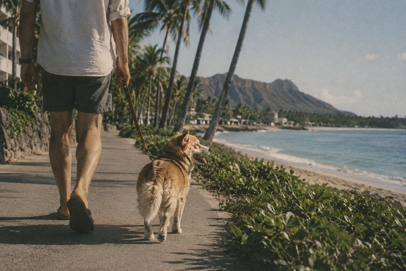 A dog on a leash walking a beachfront path in Waikiki, Hawaii